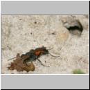 wegwespe-11mm-13-mit Spinne.jpg